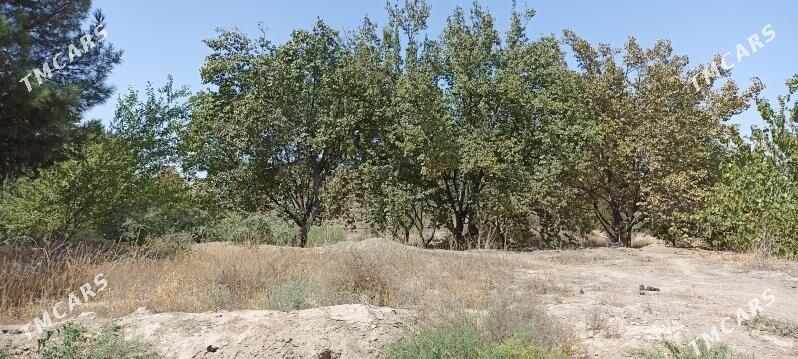 Мургар ёл Дача - Mary - img 5