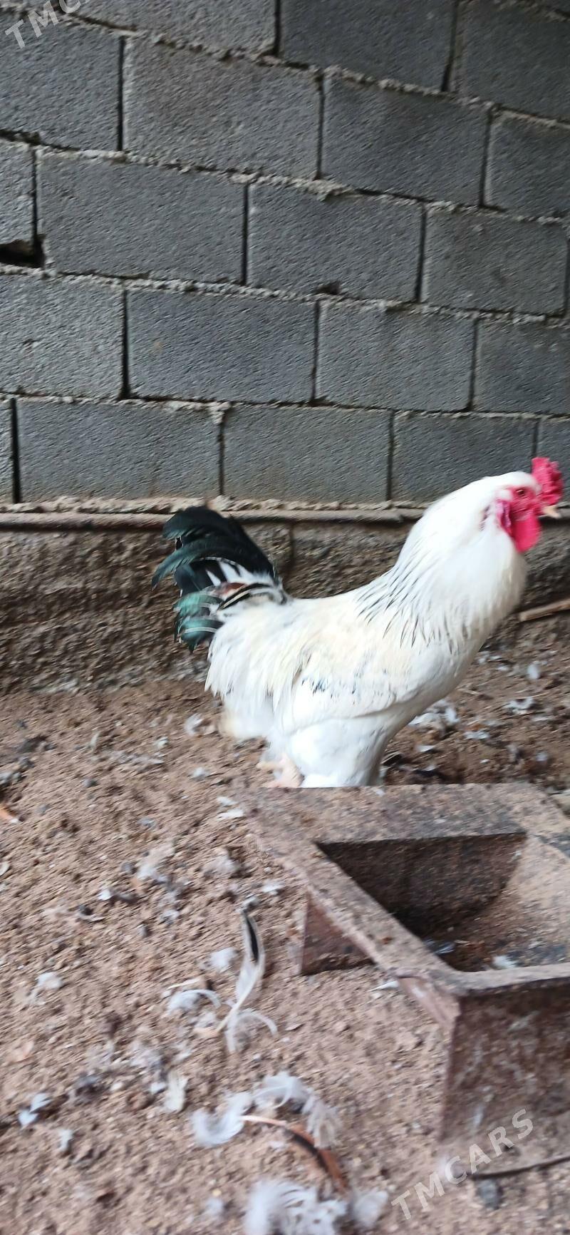 horaz - Çoganly - img 2