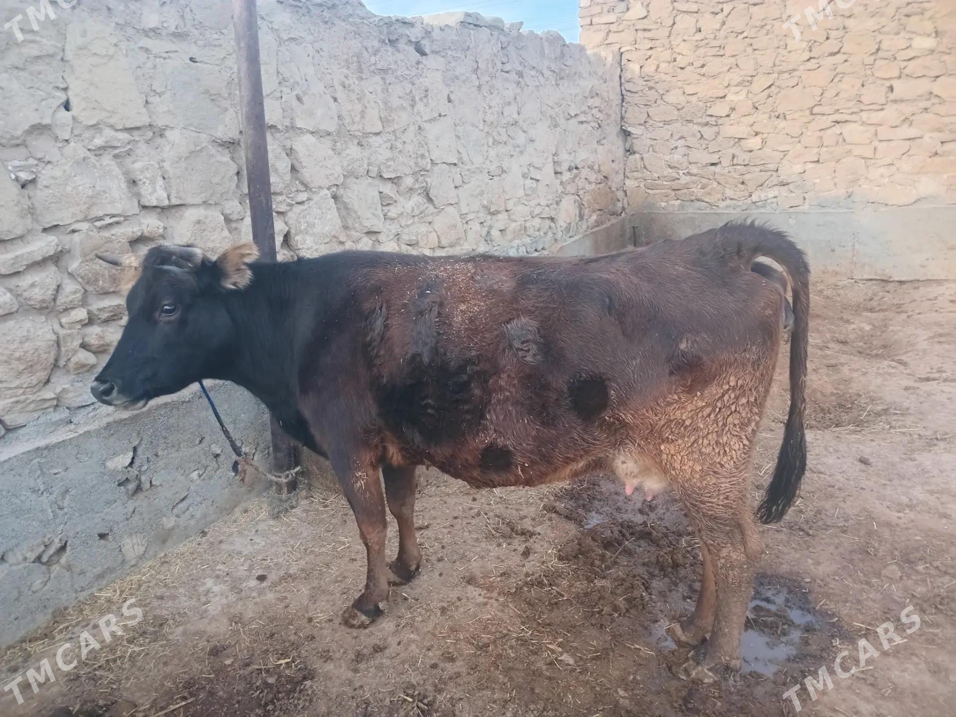 Sygyr - Gyzylarbat - img 3