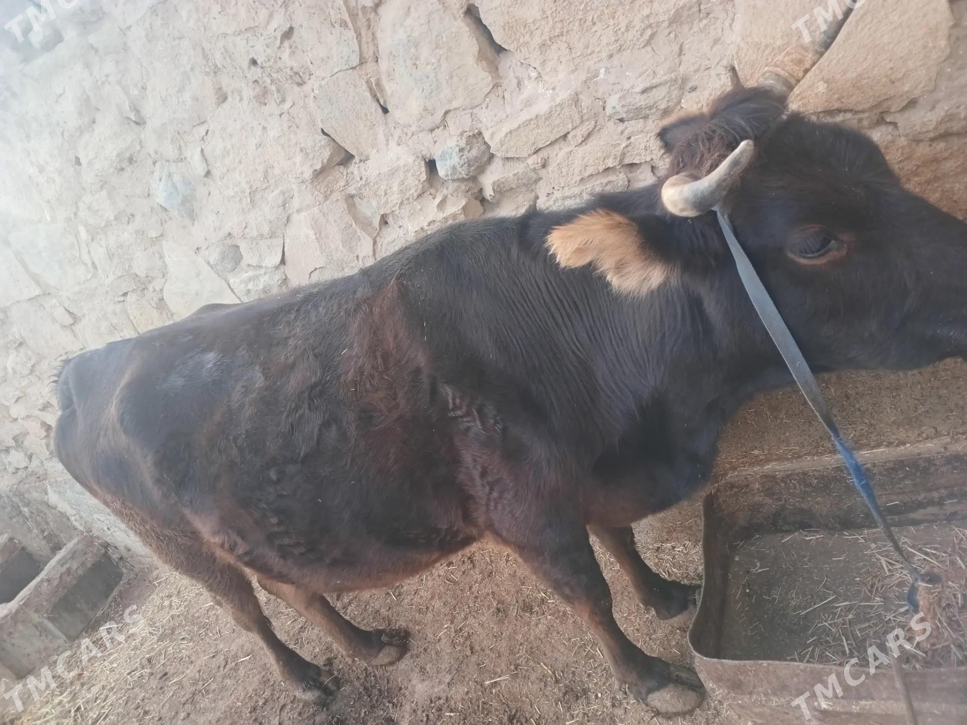 Sygyr - Gyzylarbat - img 4