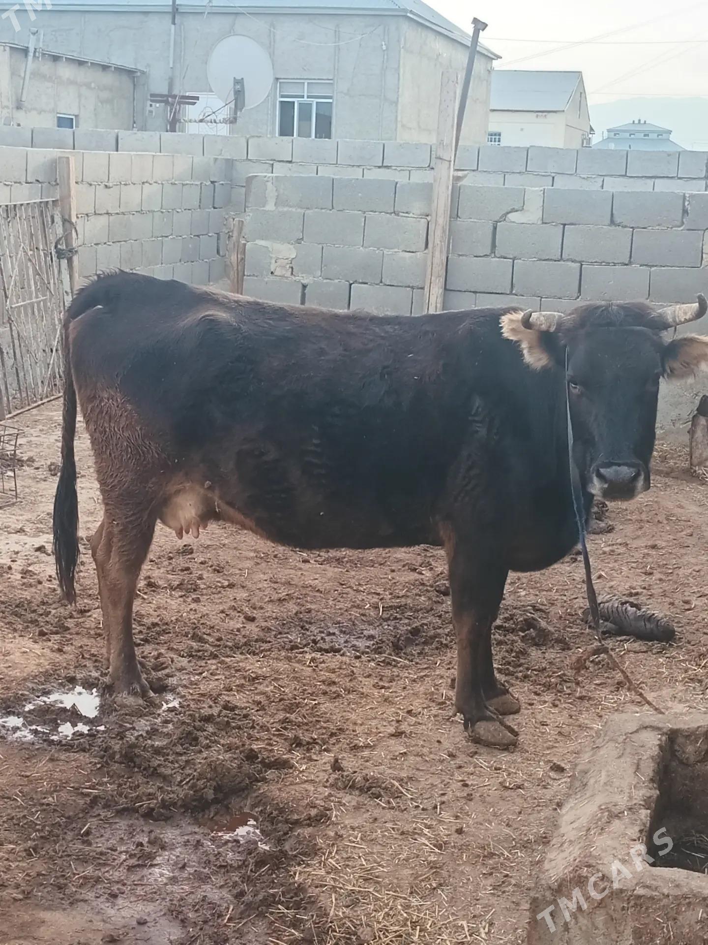 Sygyr - Gyzylarbat - img 2