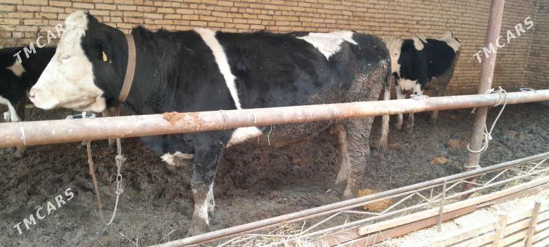 Galsteyin sygyr - Сакар - img 2