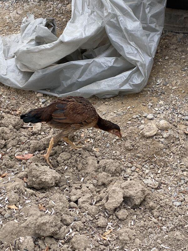 taskent maki - Багир - img 3