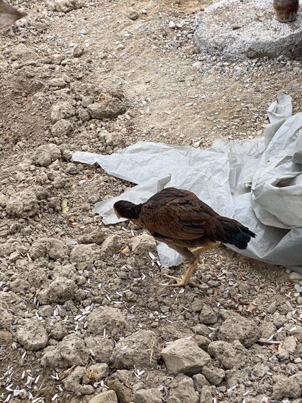 taskent maki - Багир - img 2