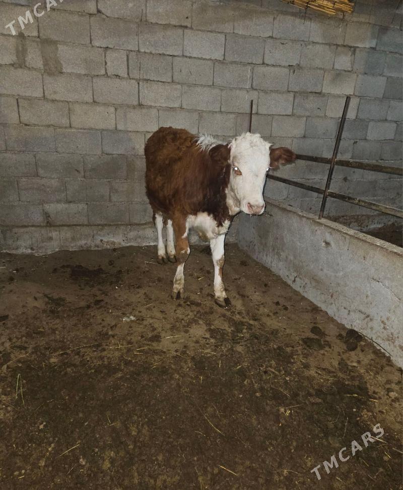 Goleli sygyr - Гёкдепе - img 2