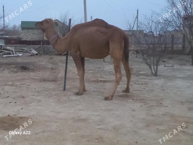 duye - Bereket - img 2