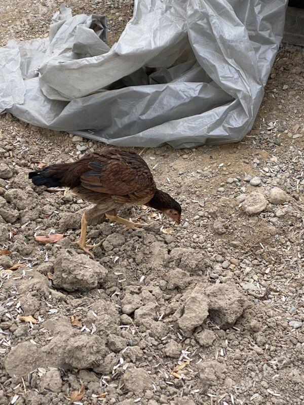 taskent maki - Багир - img 4