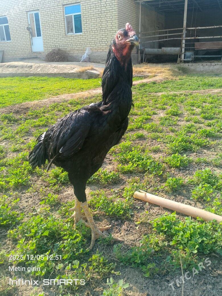 horaz - Мары - img 3