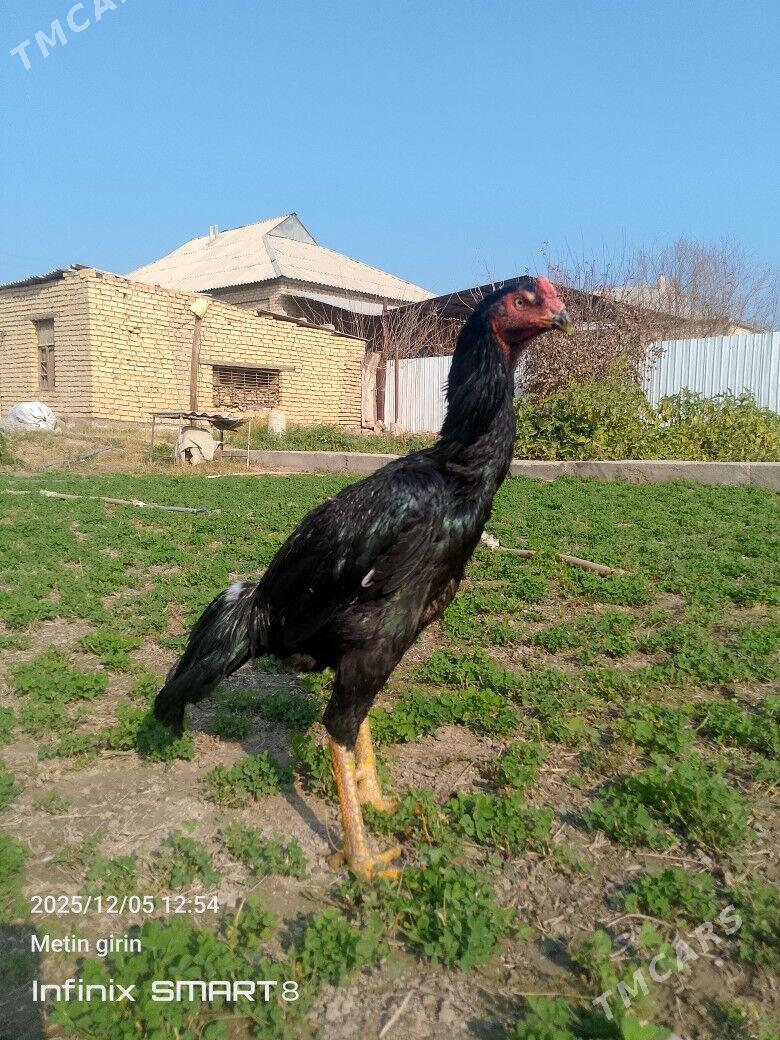 horaz - Мары - img 2