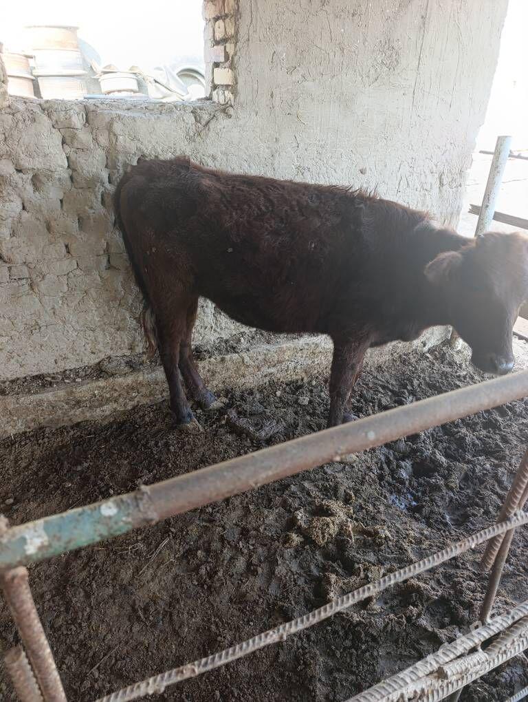 gulajyn - Мургап - img 3