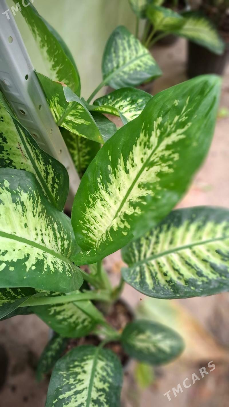 комнатные элитные растения - Ашхабад - img 2