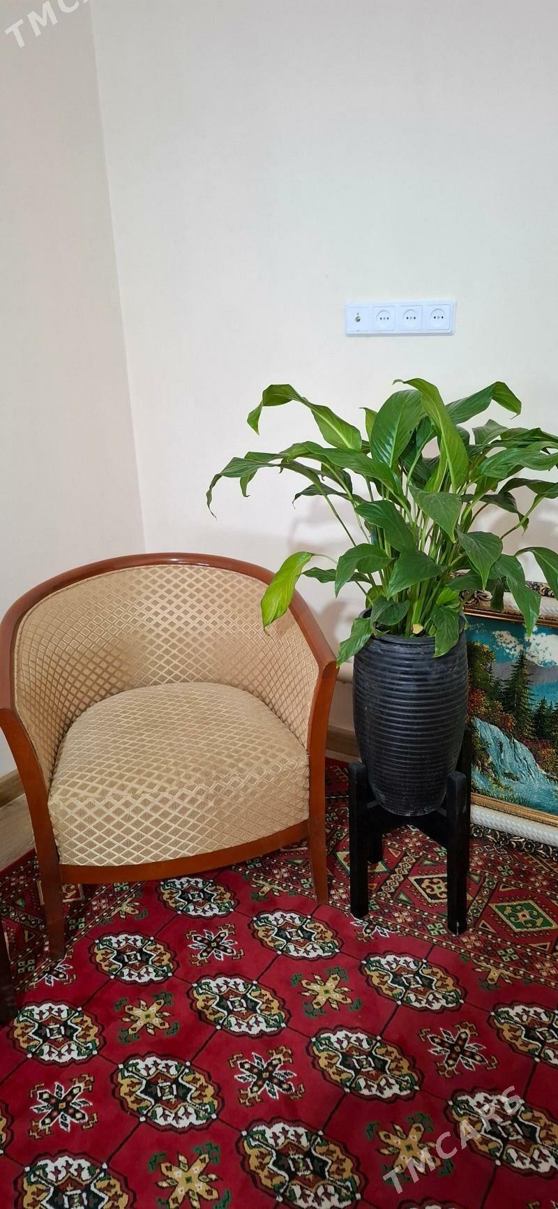 комнатные элитные растения - Ашхабад - img 3