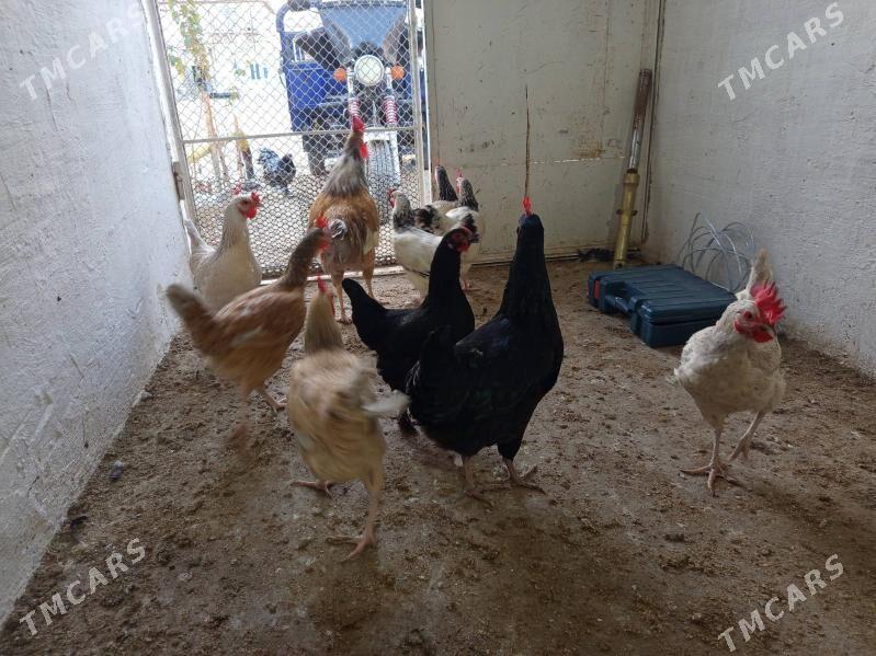 armian - Гумдаг - img 2