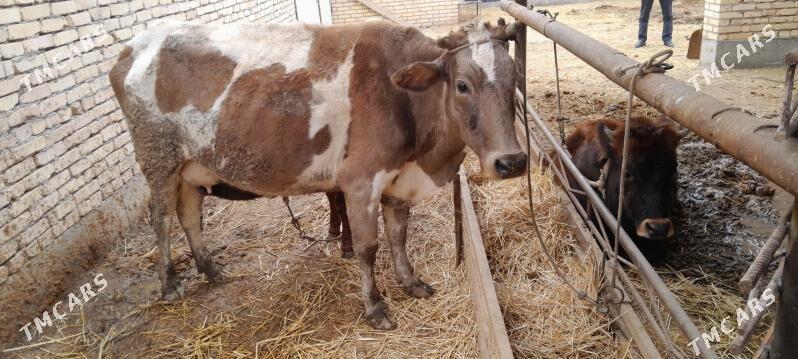 Saglyk sygyr - Сакар - img 2