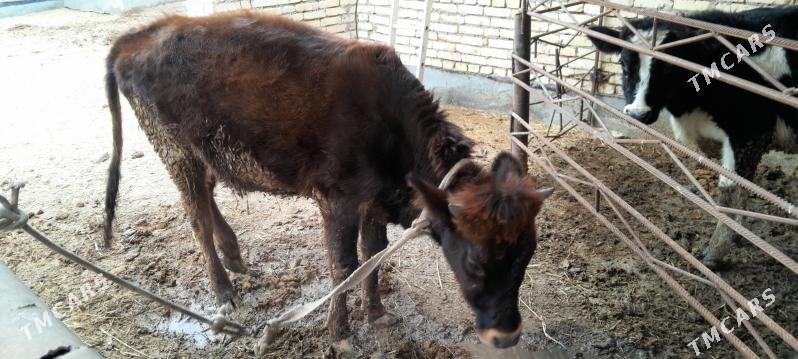 Saglyk sygyr - Сакар - img 3