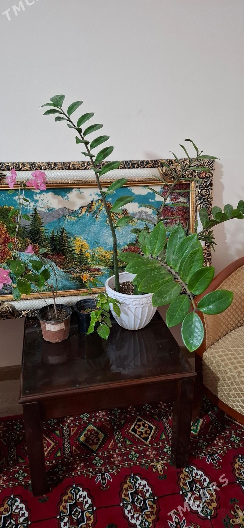 комнатные элитные растения - Ашхабад - img 4