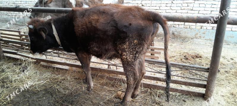 Saglyk sygyr - Сакар - img 5