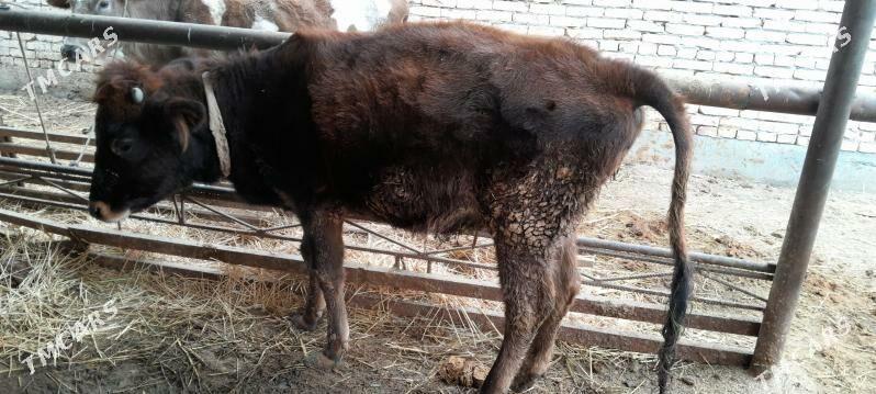 Saglyk sygyr - Сакар - img 4