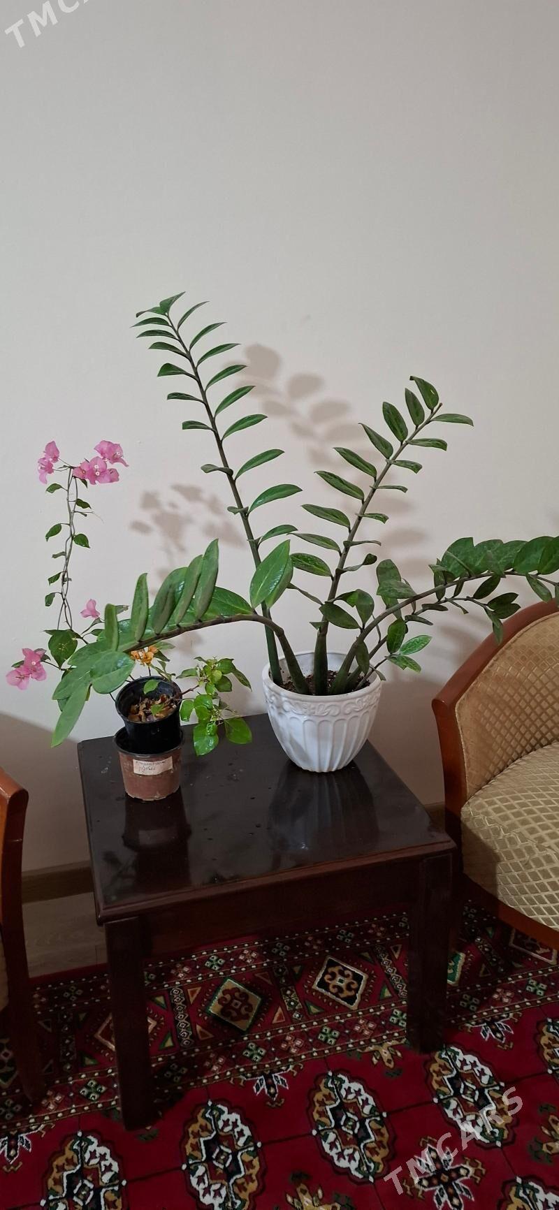 комнатные элитные растения - Ашхабад - img 5