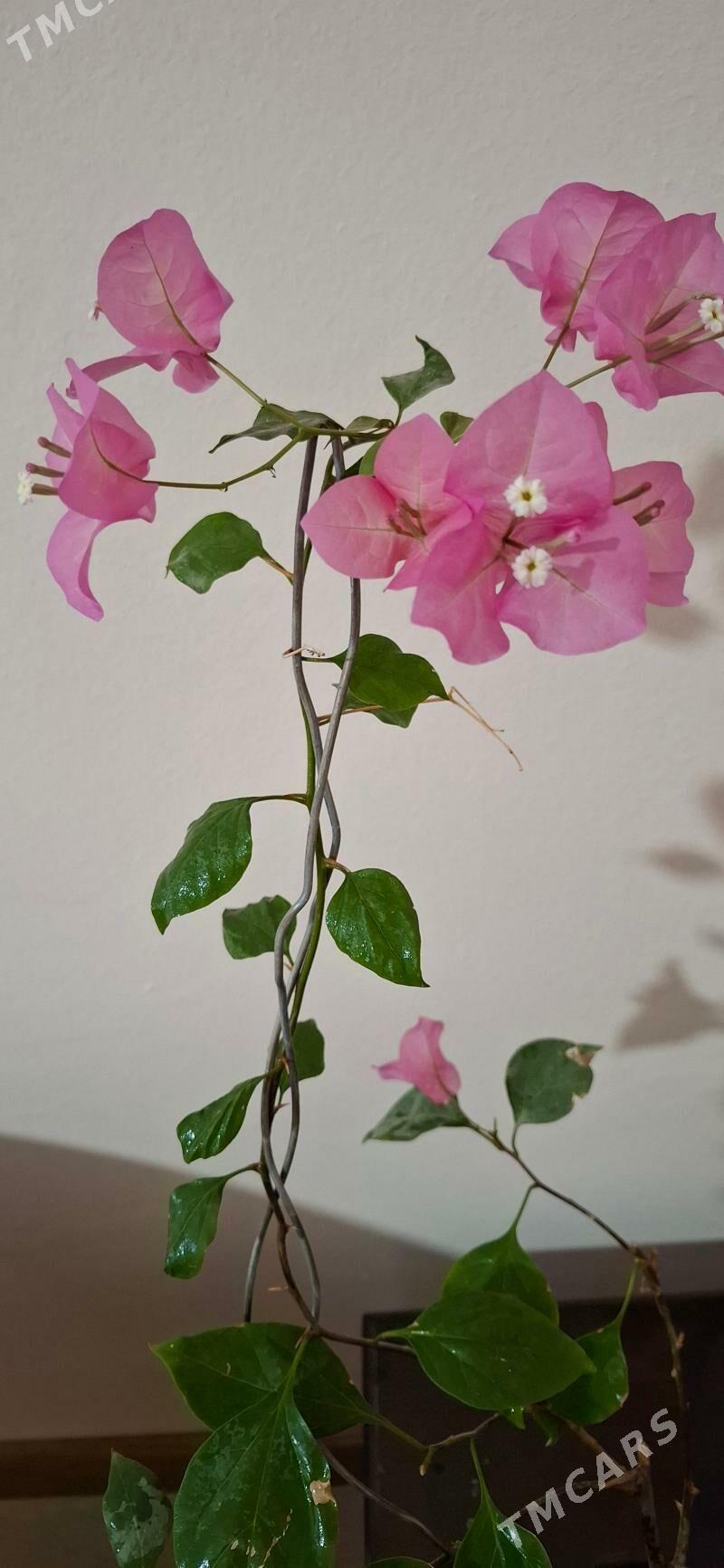 комнатные элитные растения - Ашхабад - img 6