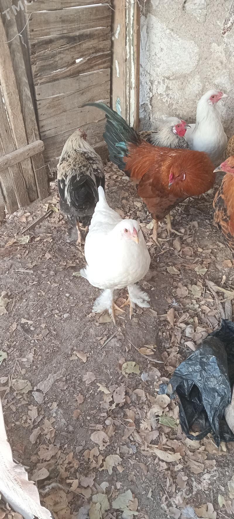 Horaz - Balkanabat - img 2