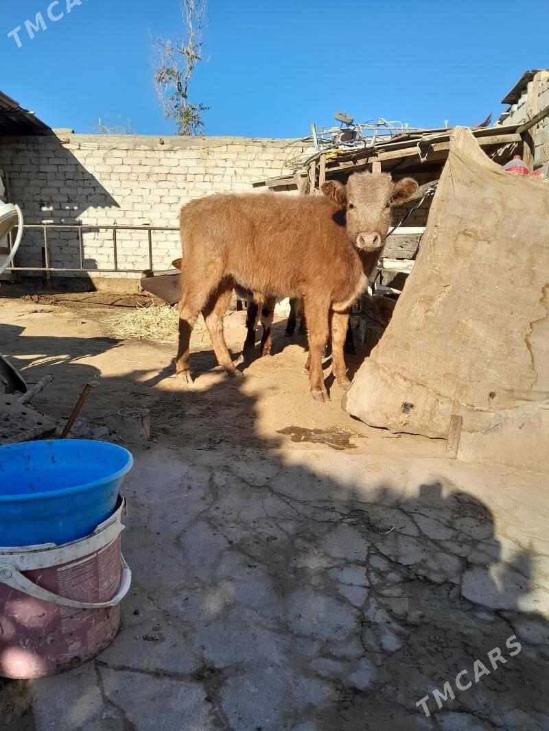 okuz - Köşi - img 2