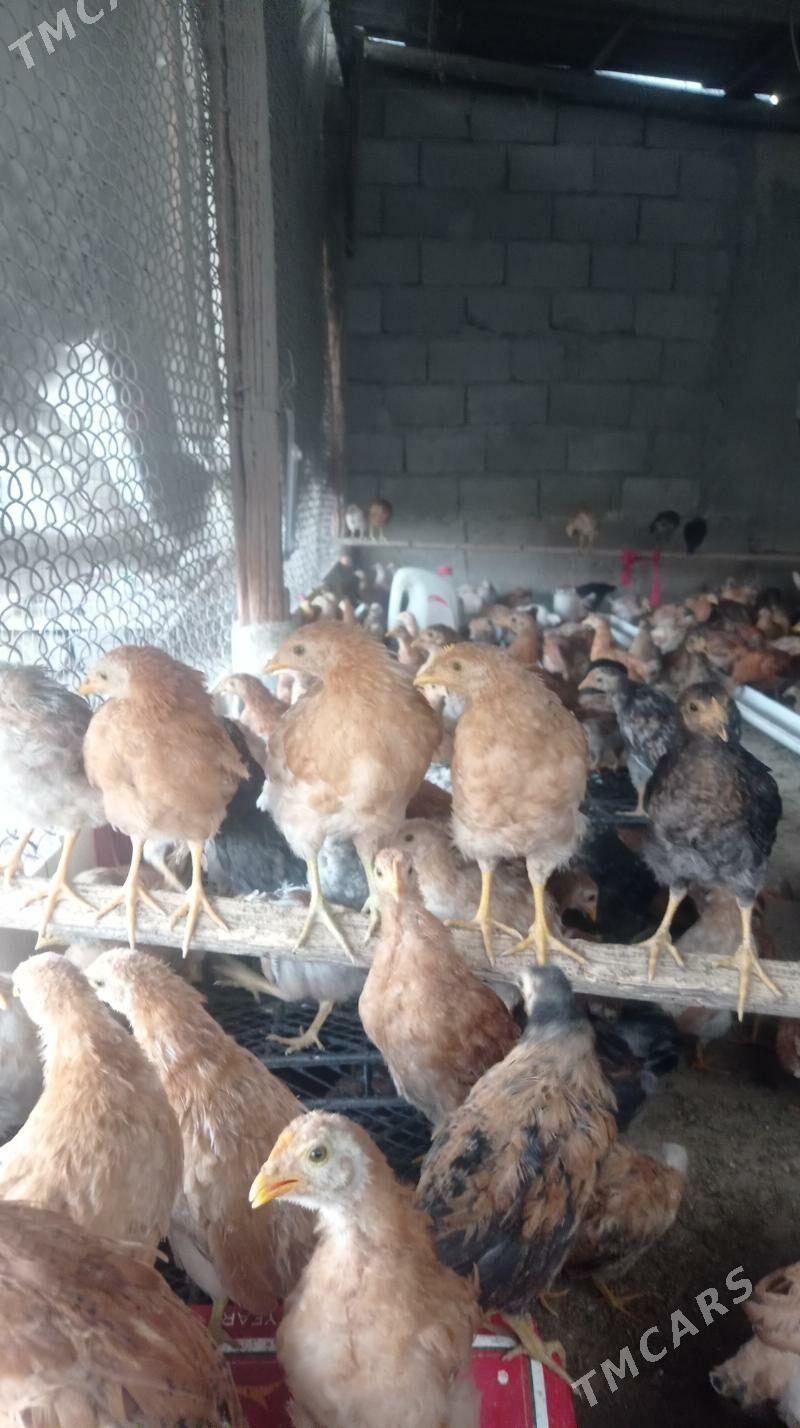 Juje - Гёкдепе - img 4