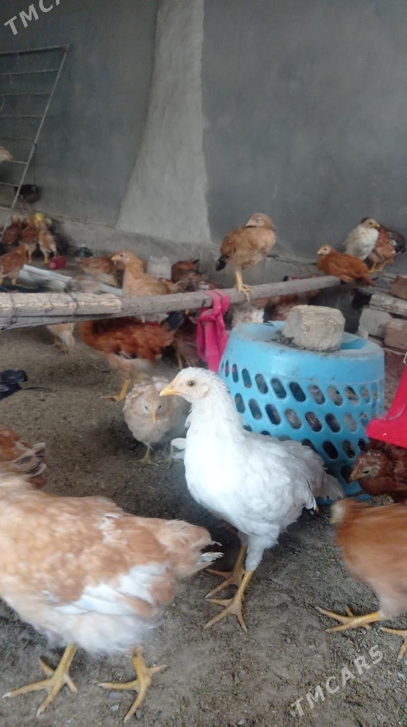 Juje - Гёкдепе - img 5