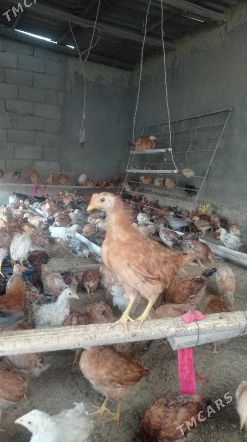 Juje - Гёкдепе - img 1