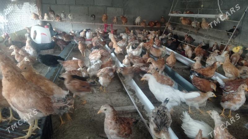 Juje - Гёкдепе - img 6