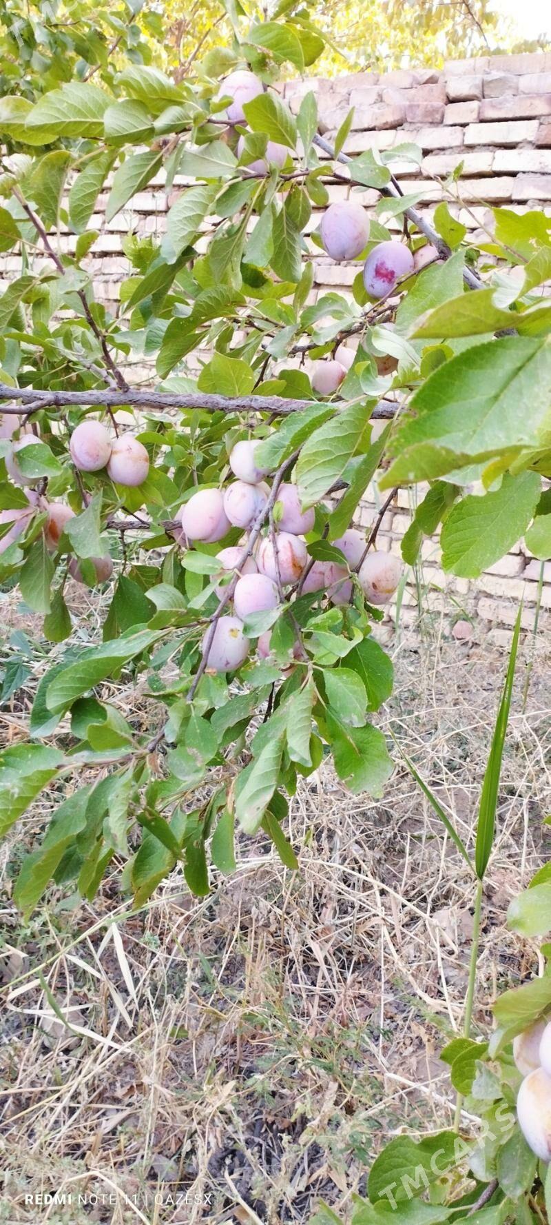 ishgar gerek - Мары - img 4