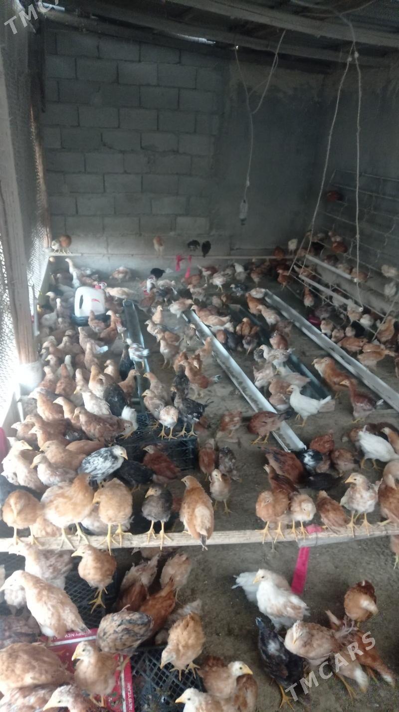 Juje - Гёкдепе - img 2