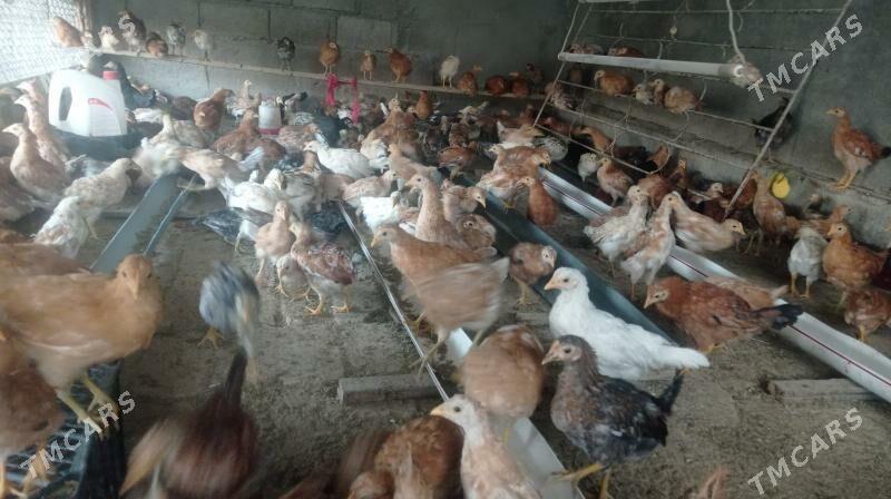 Juje - Гёкдепе - img 7