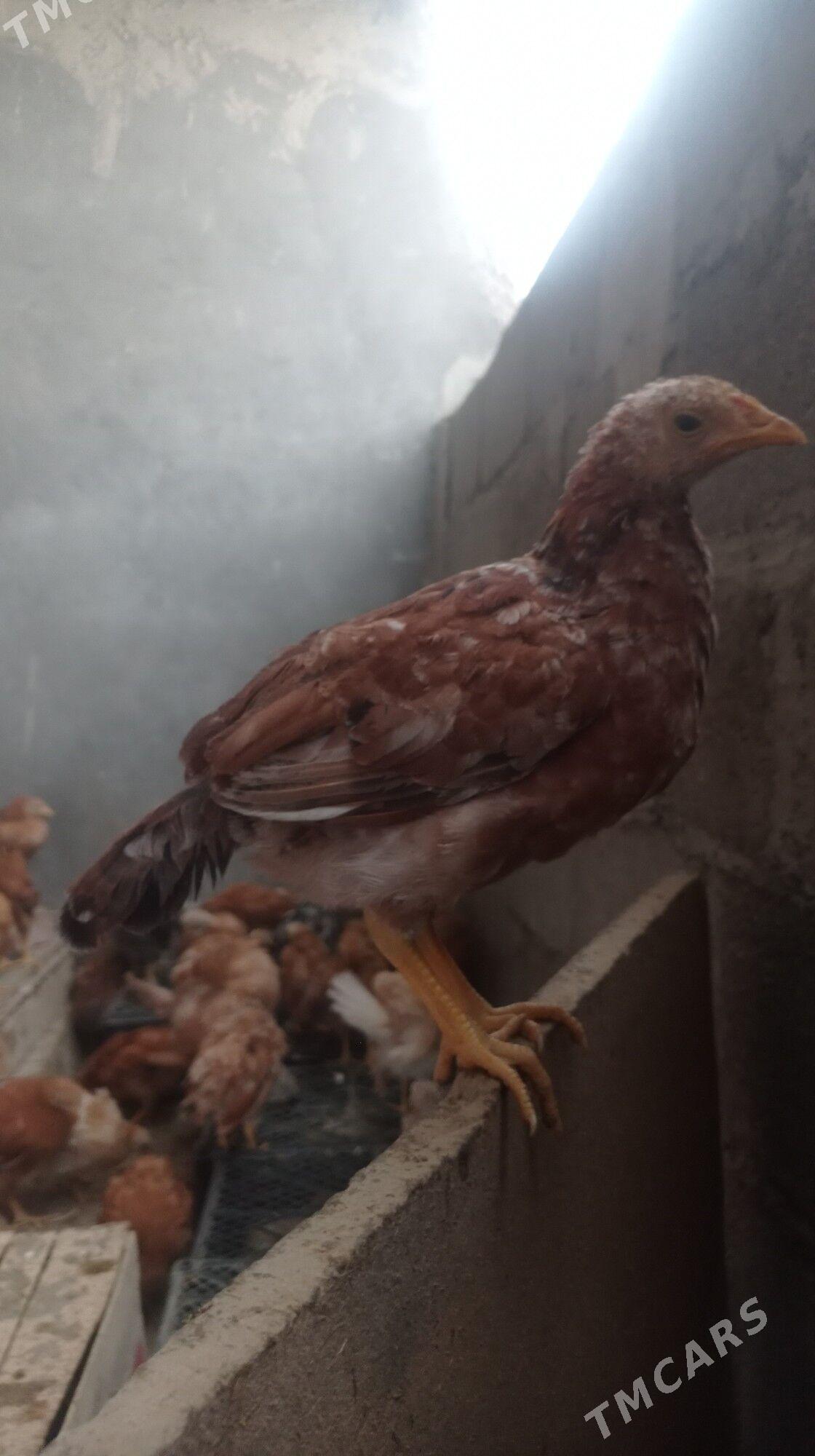 Juje - Гёкдепе - img 3