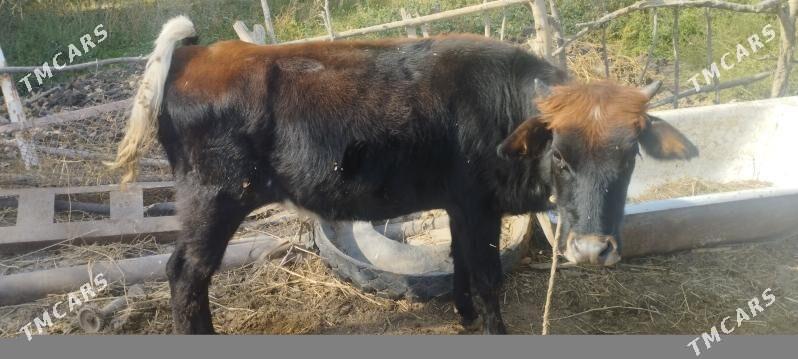 ishgar gerek - Мары - img 2