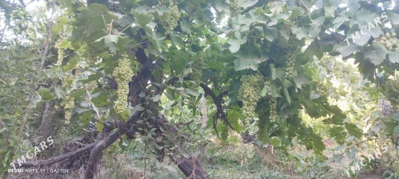 ishgar gerek - Мары - img 3