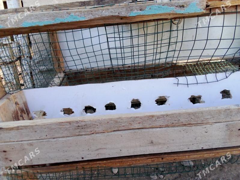 ketekbedene guş üçün ketek - Гумдаг - img 2