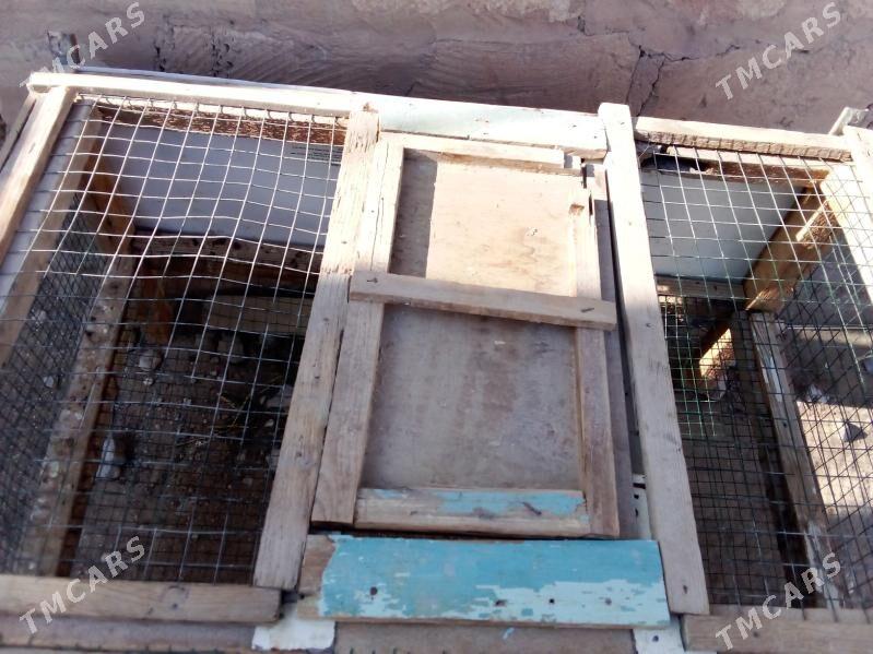 ketekbedene guş üçün ketek - Гумдаг - img 3