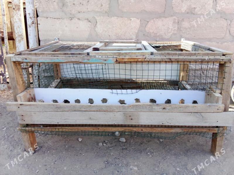 ketekbedene guş üçün ketek - Гумдаг - img 4