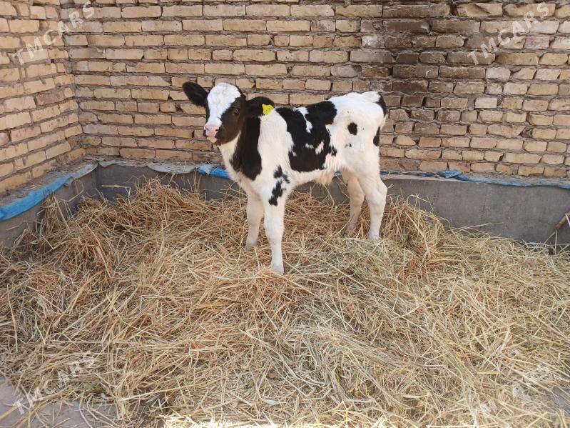 Golştein goleli - Farap - img 3