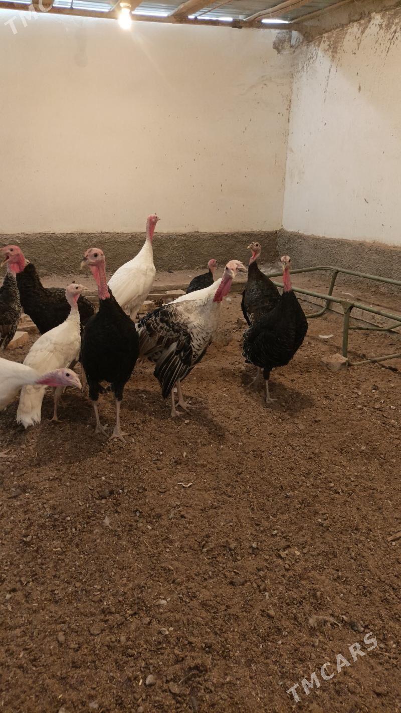 İnduk Satlyk - Бабадайхан - img 3