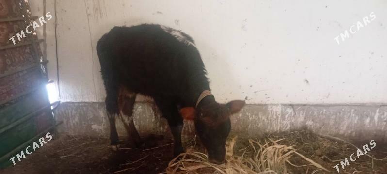 Sygyr - Daşoguz - img 4