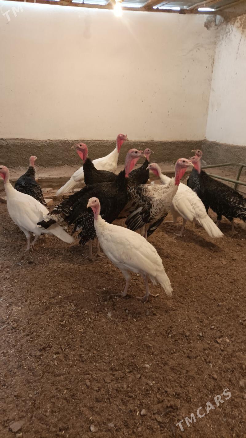 İnduk Satlyk - Бабадайхан - img 2