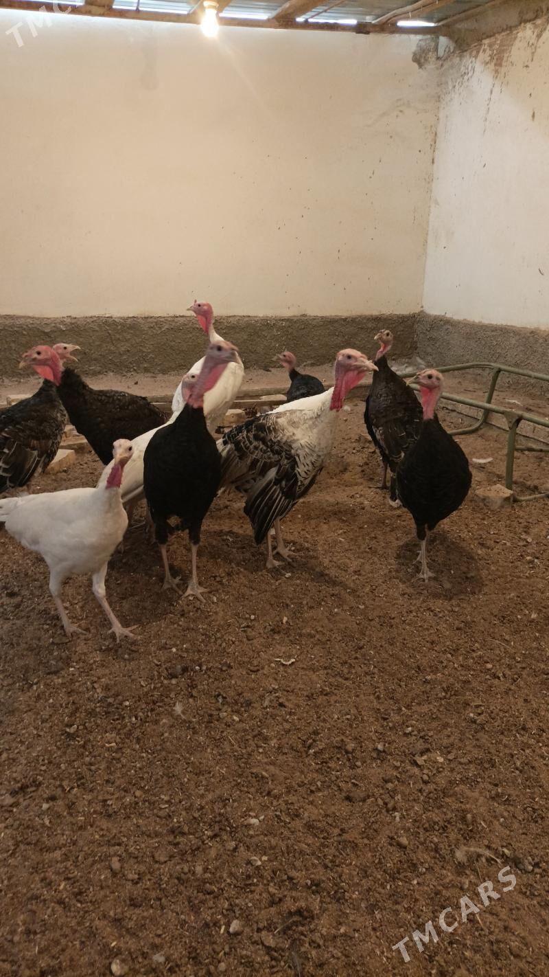 İnduk Satlyk - Бабадайхан - img 5