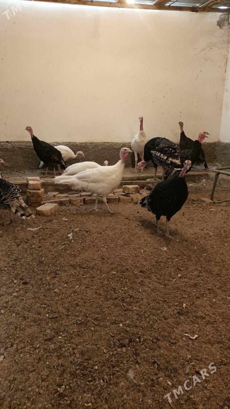 İnduk Satlyk - Бабадайхан - img 6