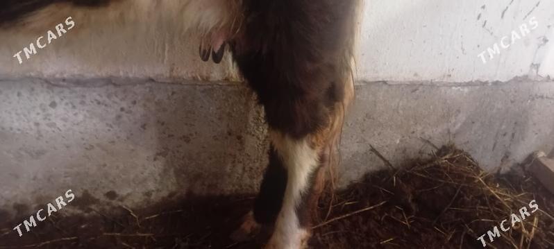 Sygyr - Daşoguz - img 3