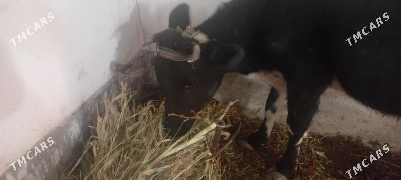 Sygyr - Daşoguz - img 2