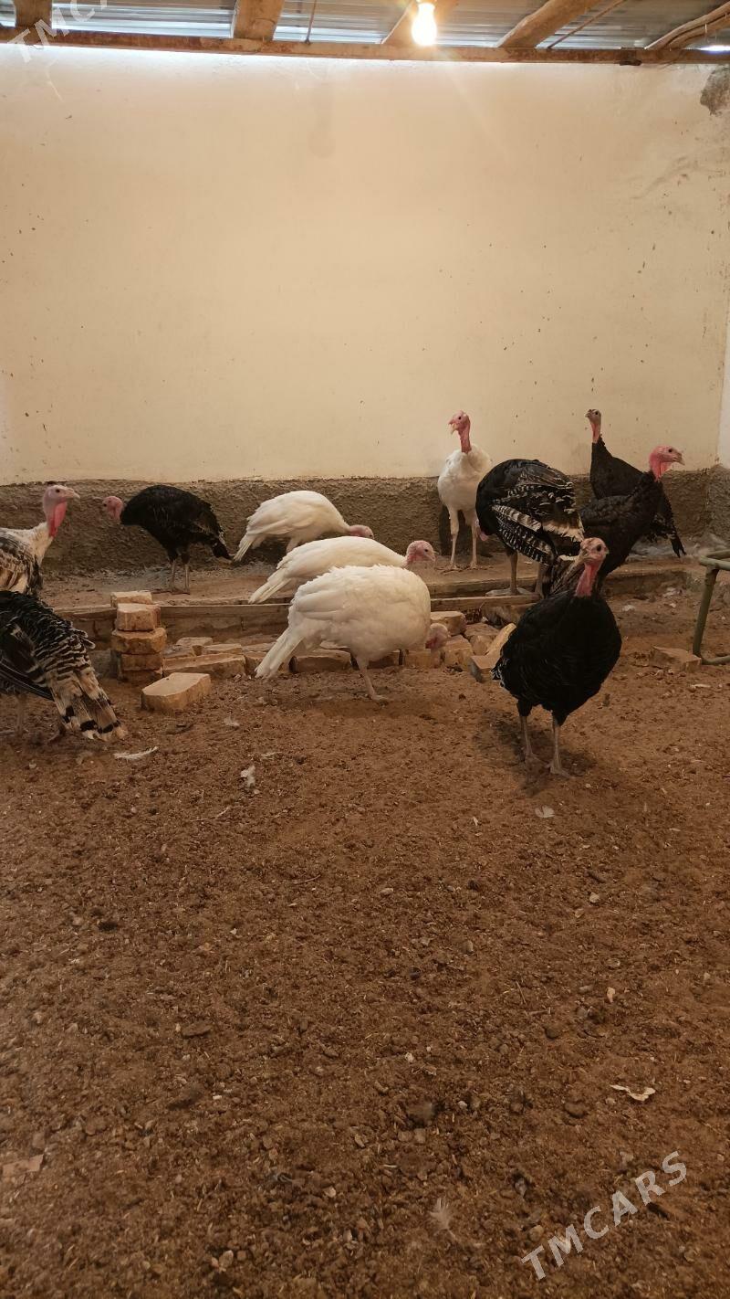 İnduk Satlyk - Бабадайхан - img 4