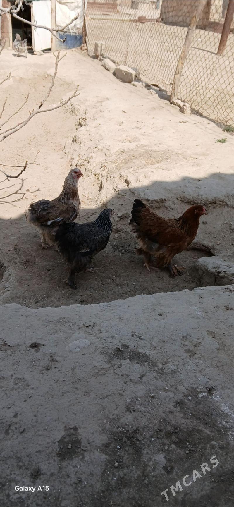 brama - Etrek - img 2