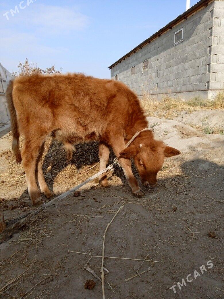 okuz - Gökdepe - img 2